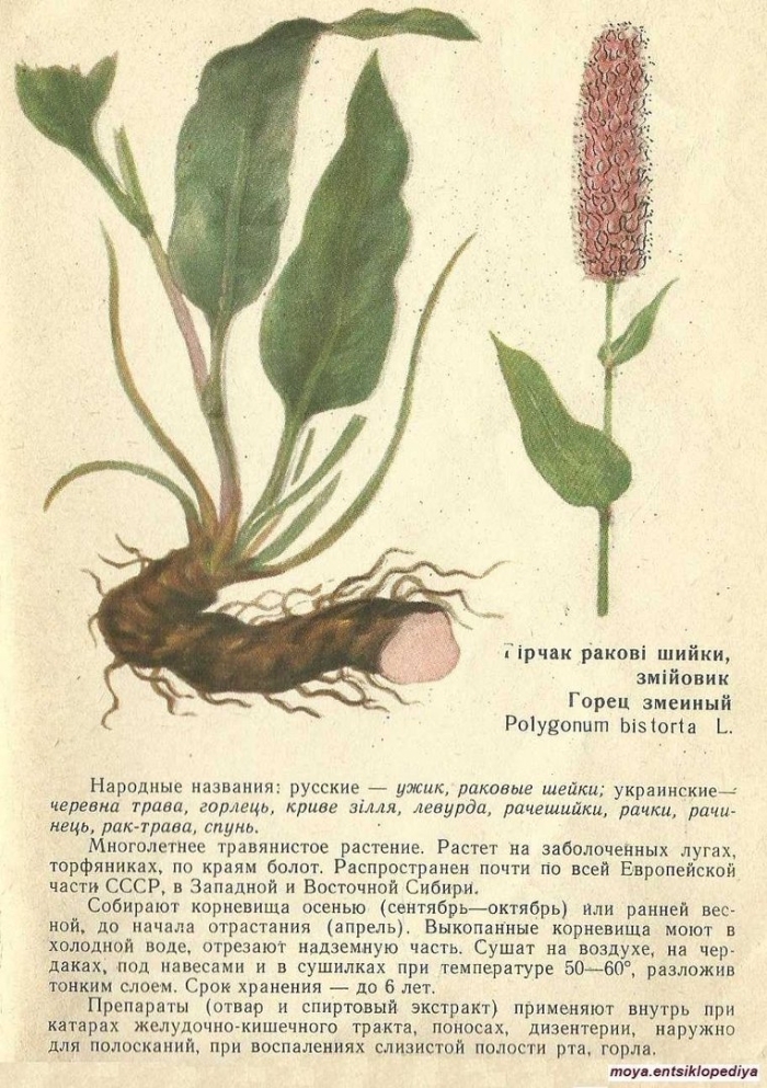 Корневища змеевика фармакогнозия