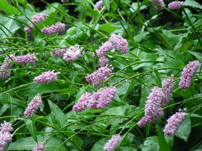 Горец растение