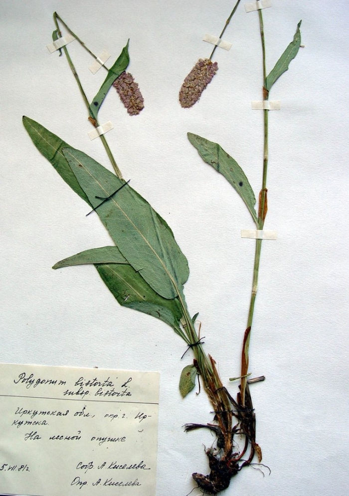 Змеевик большой гербарий