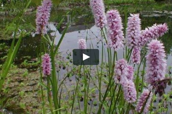 Горец змеиный polygonum bistorta