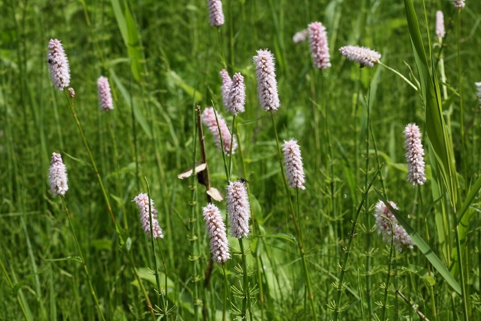 Горец змеиный polygonum bistorta