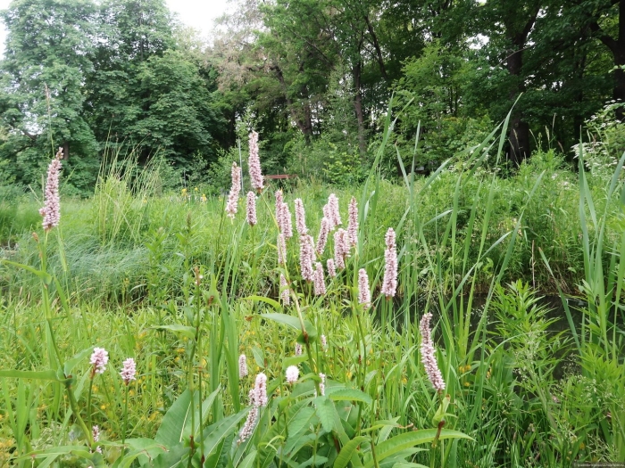 Горец змеиный polygonum bistorta
