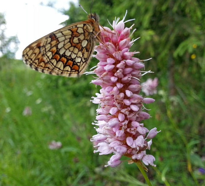 Шашечница аталия
