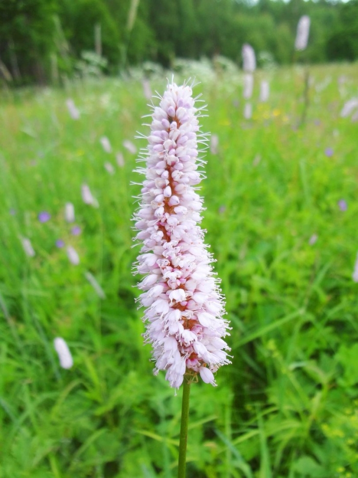 Горец змеиный polygonum bistorta