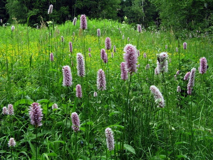 Горец змеиный polygonum bistorta