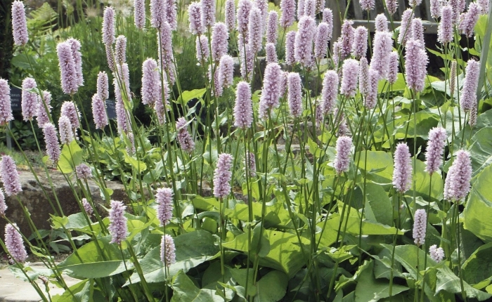 Горец змеиный superba