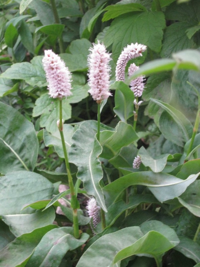 Горец bistorta superba