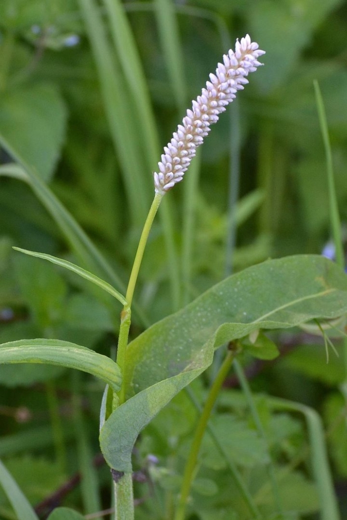 Горец змеиный polygonum bistorta