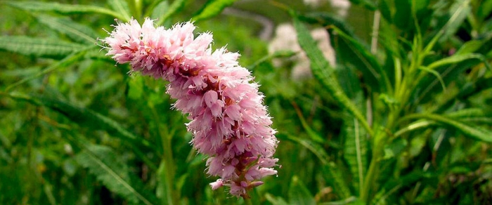 Polygonum bistorta