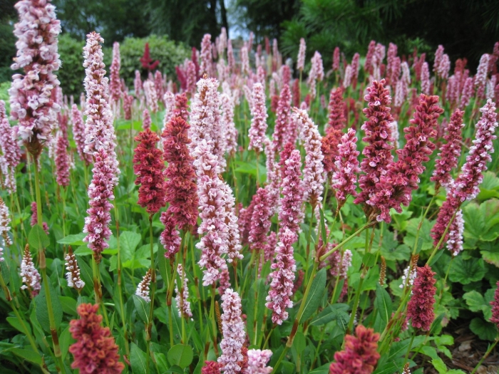 Горец родственный (polygonum affine &#96;daijeerling red&#96;)