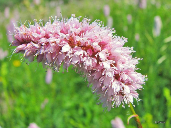 Горец стеблеобъемлющий альба