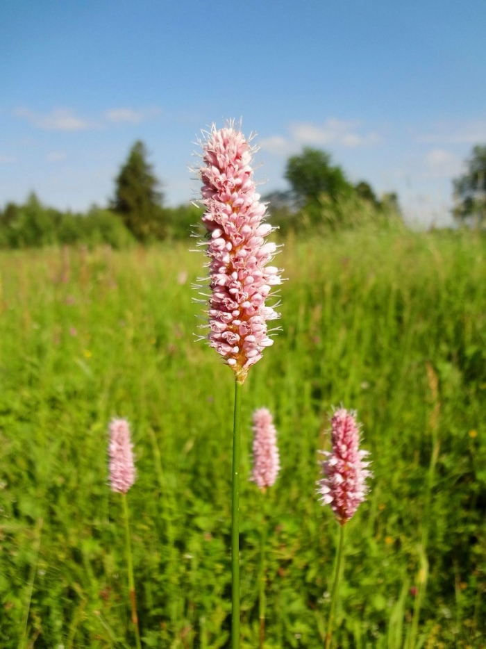 Раковая шейка цветок