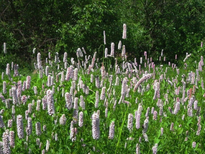 Горец змеиный bistorta officinalis