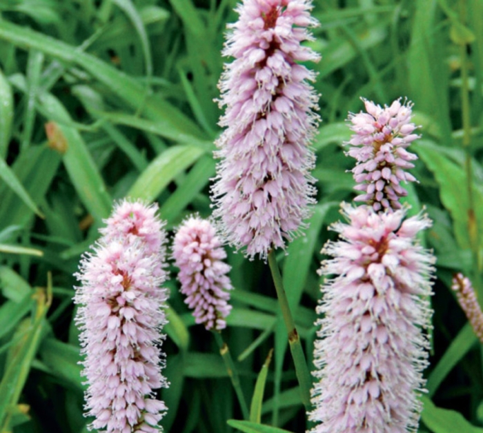 Горец змеиный polygonum bistorta