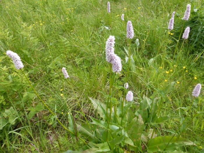 Горец змеиный (polygonum bistorta &#96;hohe tatra