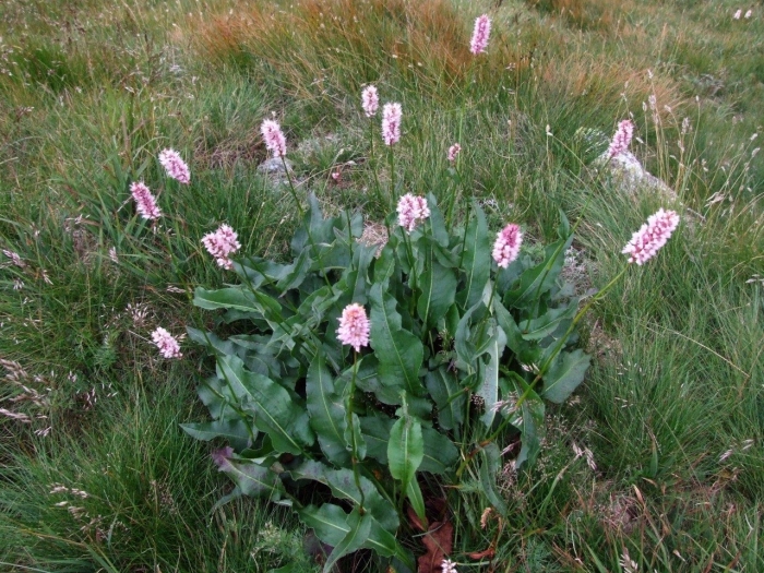 Горец земноводный - polygonum amphibium l