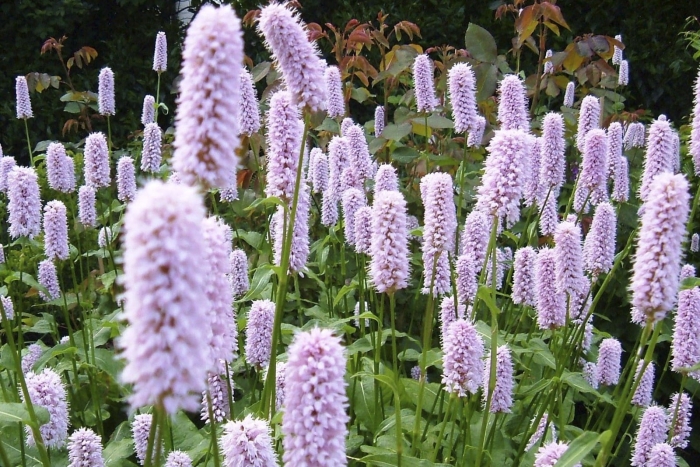 Горец bistorta superba