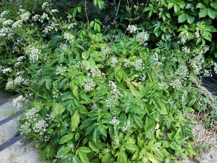 Сныть обыкновенная