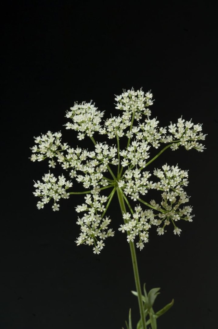 Pimpinella anisum