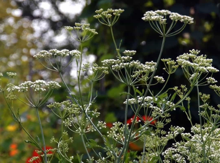 Купырь лесной anthriscus sylvestris
