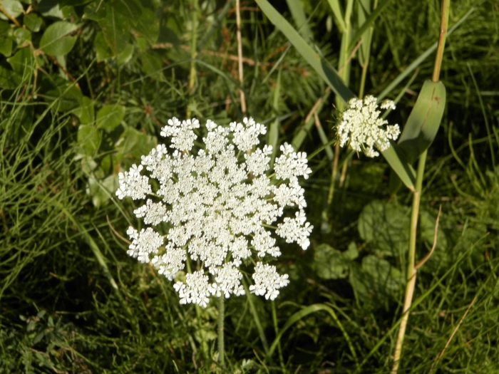 Растения daucus carota