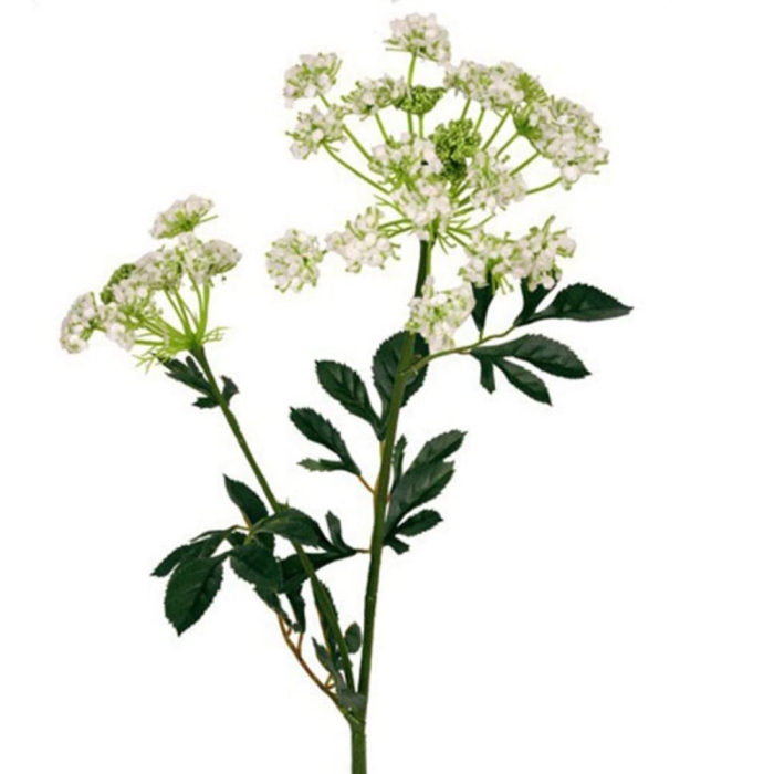 Анна королевская растение