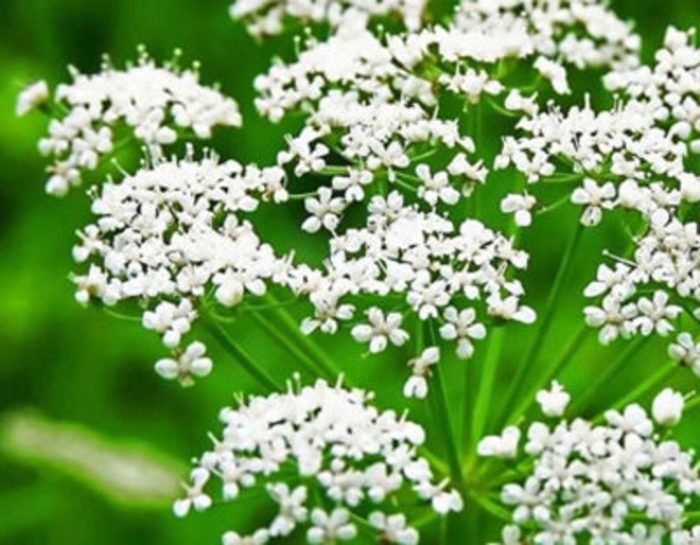 Анис (бедренец анисовый)