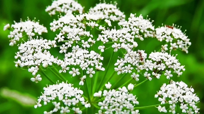 Сныть обыкновенная aegopodium podagraria