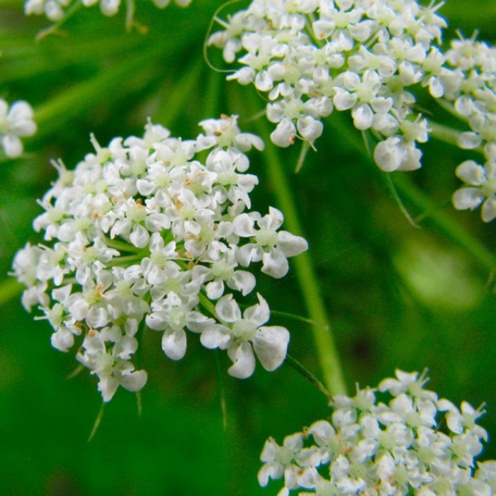 Анис соцветие