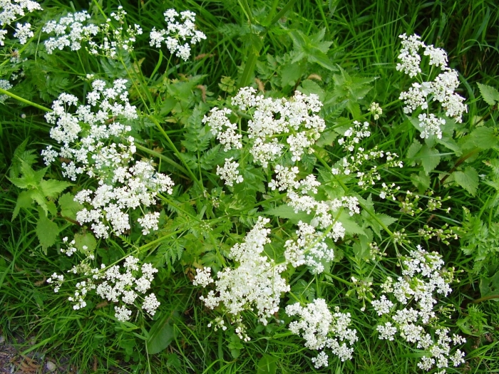 Anthriscus sylvestris