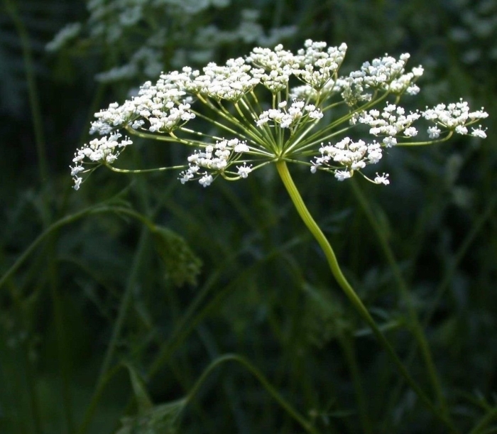 Бедренец анисовый