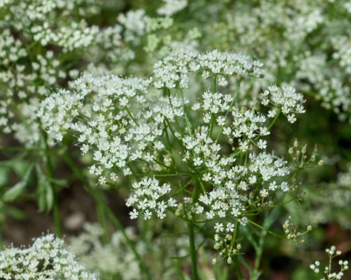 Анис растение