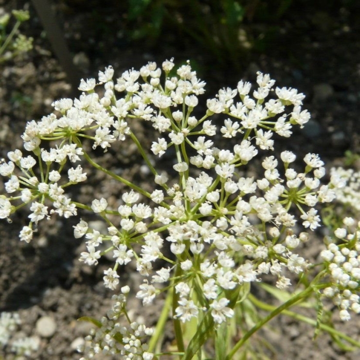 Бедренец анисовый