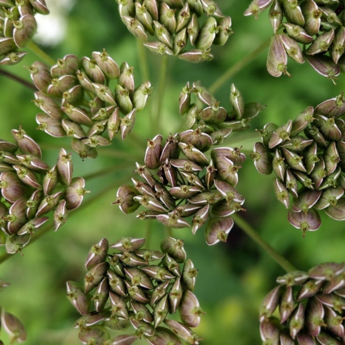 Анис бедренец