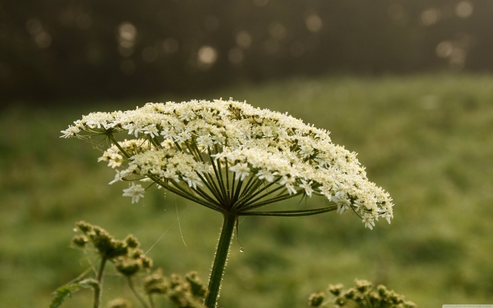 Ядовитое растение борщевик