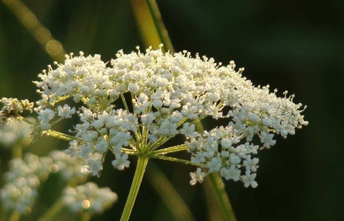 Анис обыкновенный