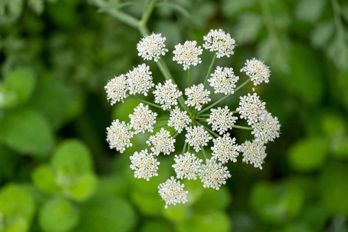 Бедренец обыкновенный