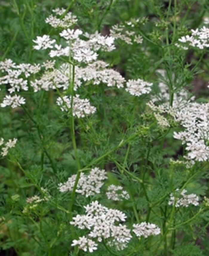 Кориандр посевной растения