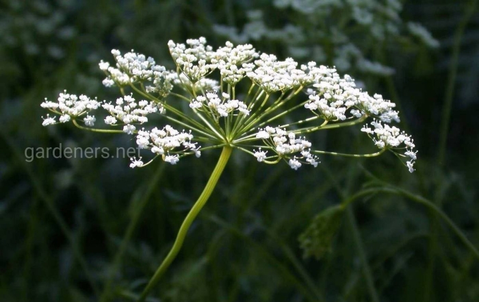 Болиголов пятнистый цикута