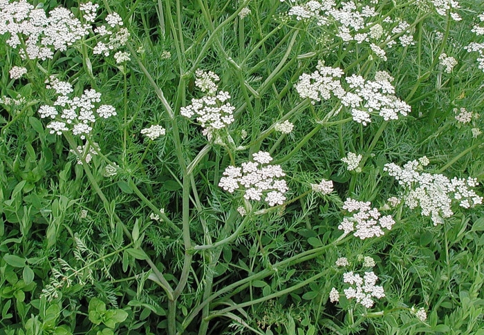 Анис полевой