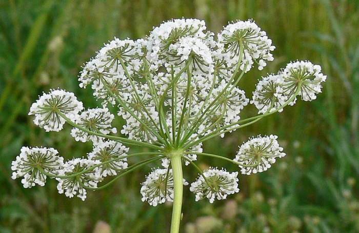 Бедренец камнеломка