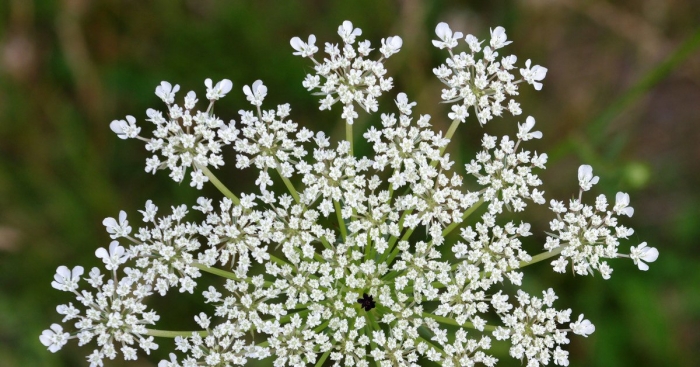 Морковь дикая (daucus carota)