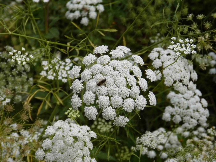 Амми серебряный шатер