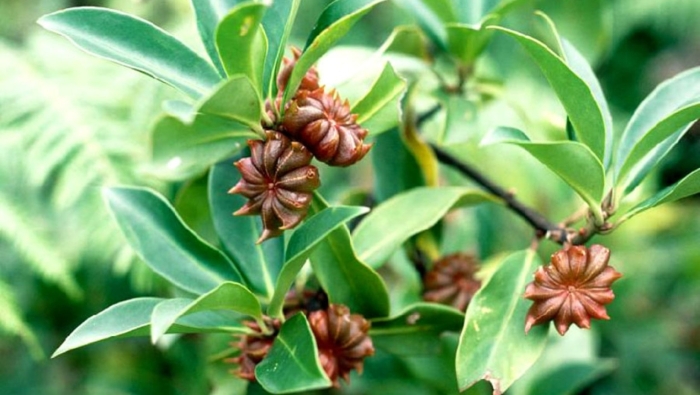 Бадьян растение