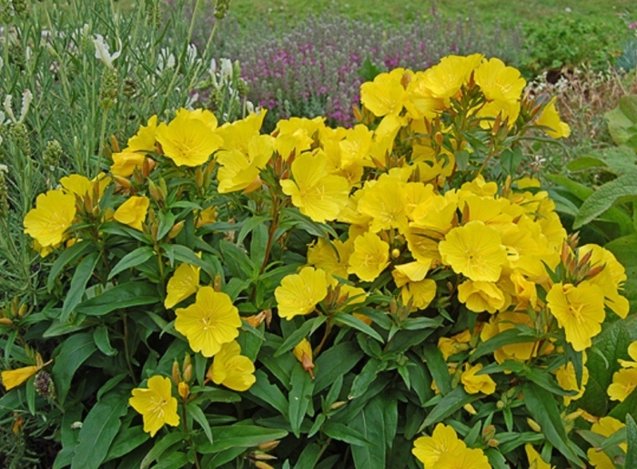 Энотера кустарниковая ослинник