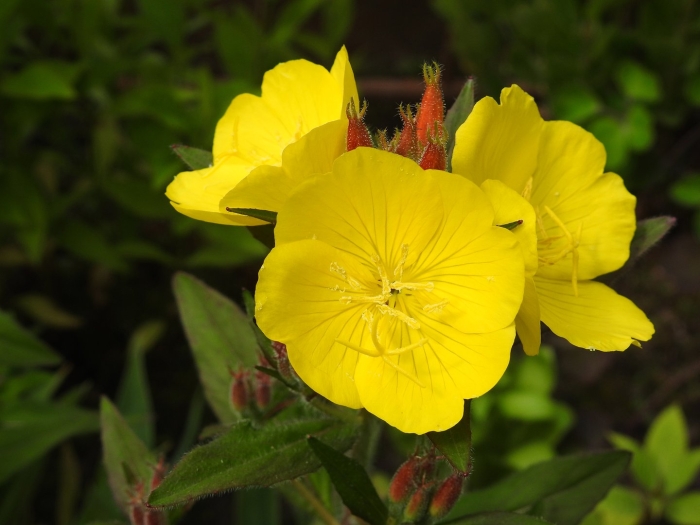 Энотера миссурийская желтая