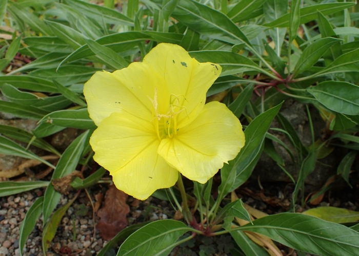 Oenothera speciosa