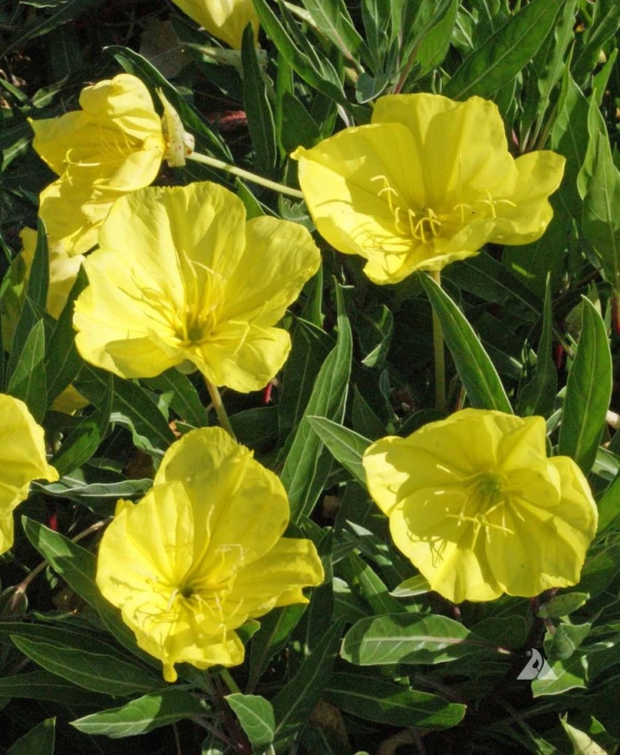 Энотера миссурийская золотая