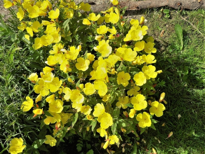 Энотера лимонная