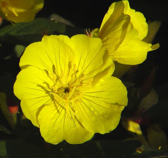 Цветок энотера